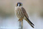 American Kestrel